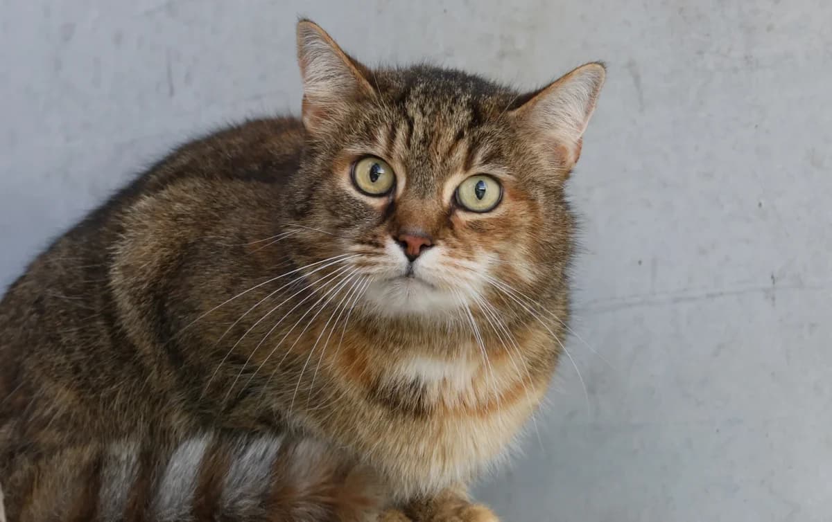 Puppi,  senior European Shorthair for adoption at Sonnenhof Eisenstadt (Sonnentiere)