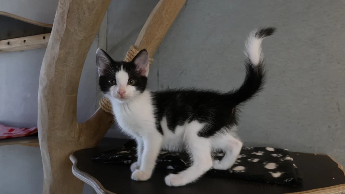 Leonard,  puppy European Shorthair for adoption at Sonnenhof Eisenstadt (Sonnentiere)