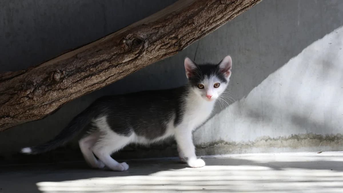 Leander,  puppy European Shorthair for adoption at Sonnenhof Eisenstadt (Sonnentiere)