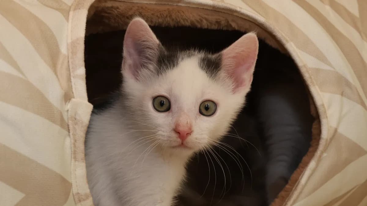 Ludwig,  puppy European Shorthair for adoption at Sonnenhof Eisenstadt (Sonnentiere)