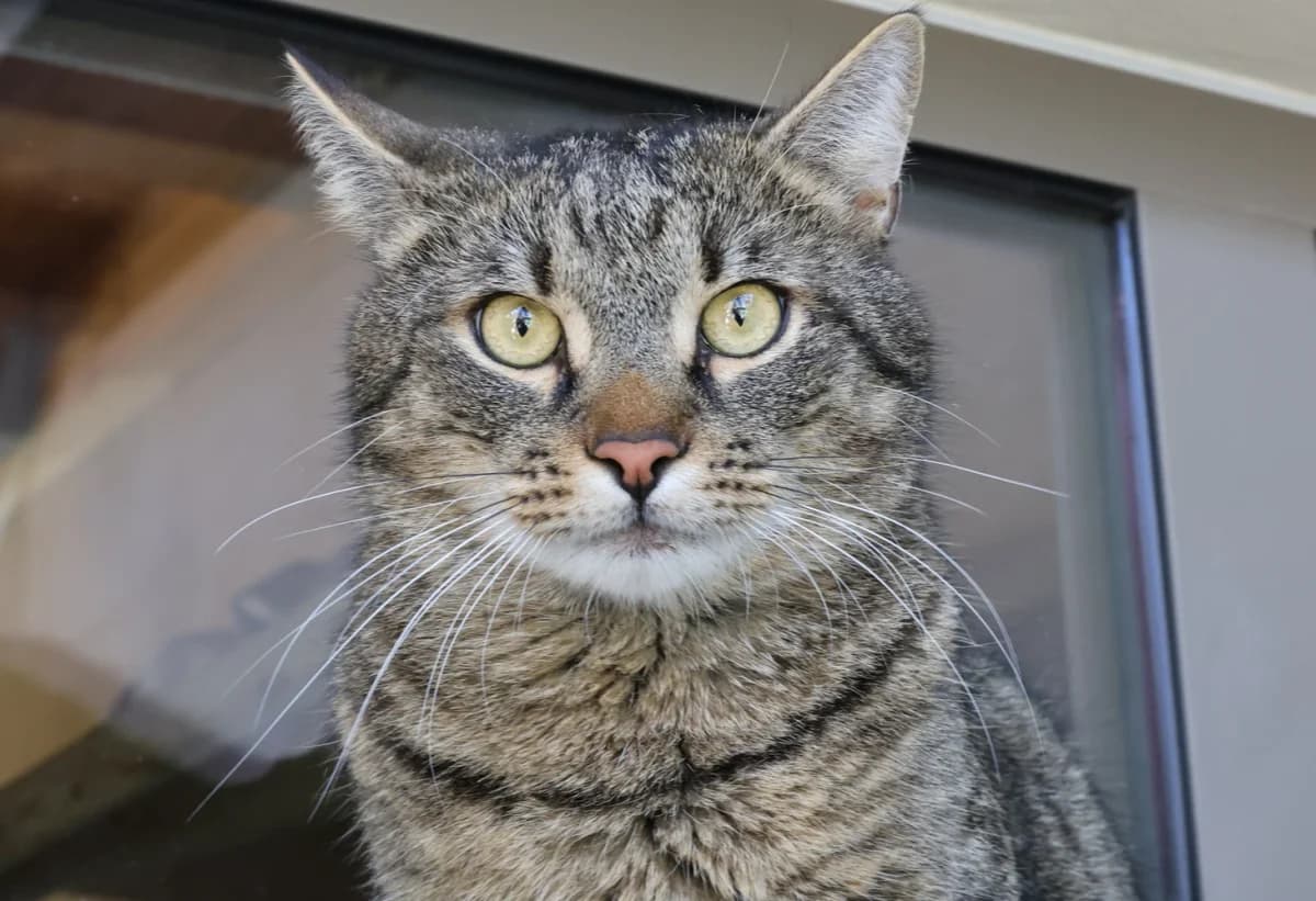Rüzgar, male European Shorthair for adoption at Tierschutzhaus Sonnenhof, Eisenstadt