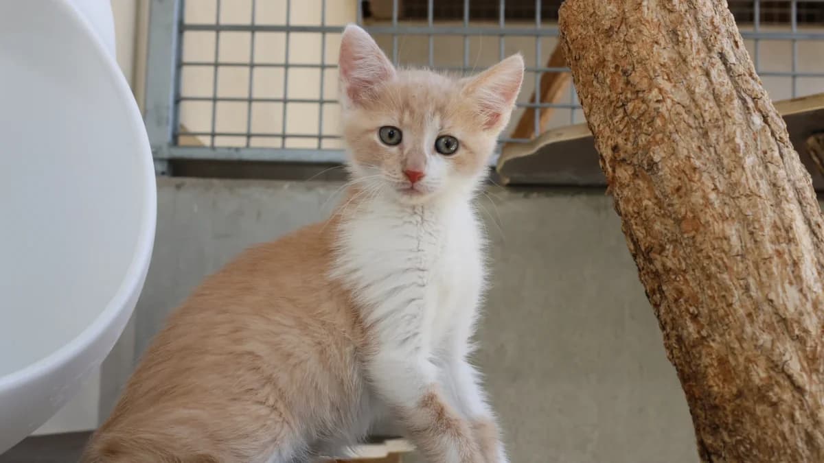Nabil,  puppy European Shorthair for adoption at Sonnenhof Eisenstadt (Sonnentiere)