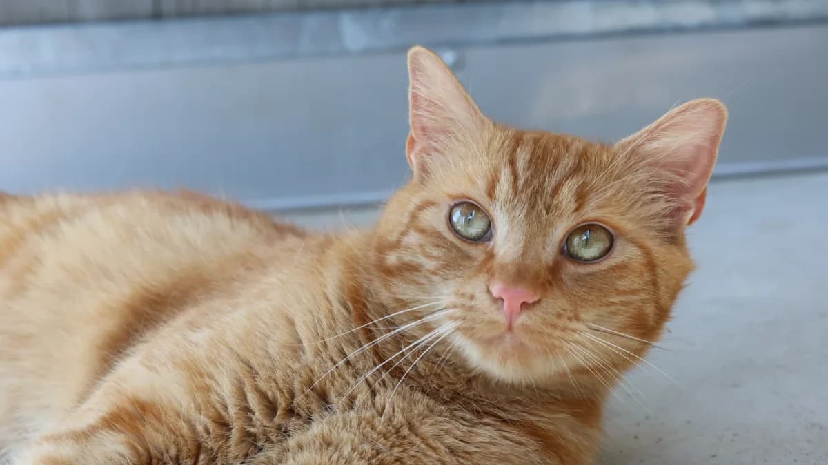 Wilko, young European Shorthair for adoption at Sonnenhof Eisenstadt (Sonnentiere)