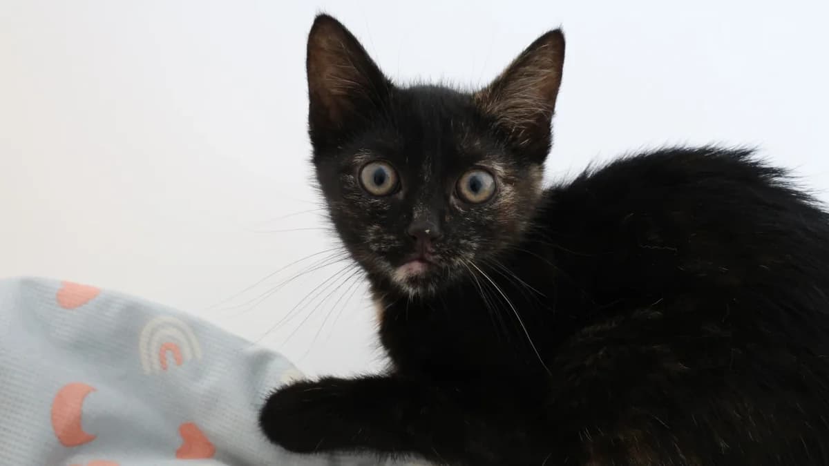 Fabienne, European Shorthair (Sonnenhof Eisenstadt (Sonnentiere))