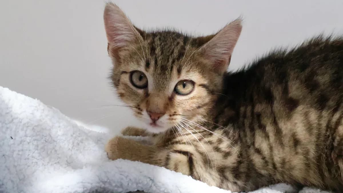 David,  puppy European Shorthair for adoption at Sonnenhof Eisenstadt (Sonnentiere)