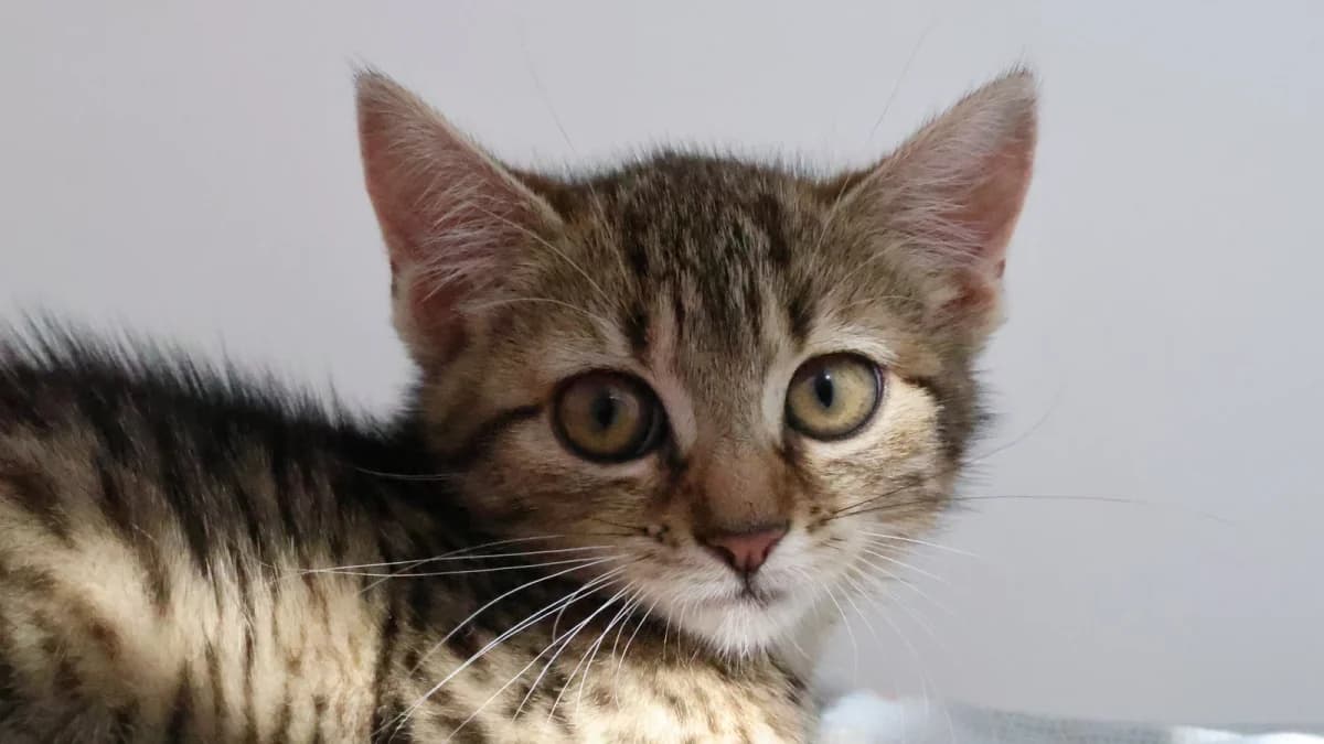 Dalia,  puppy European Shorthair for adoption at Sonnenhof Eisenstadt (Sonnentiere)