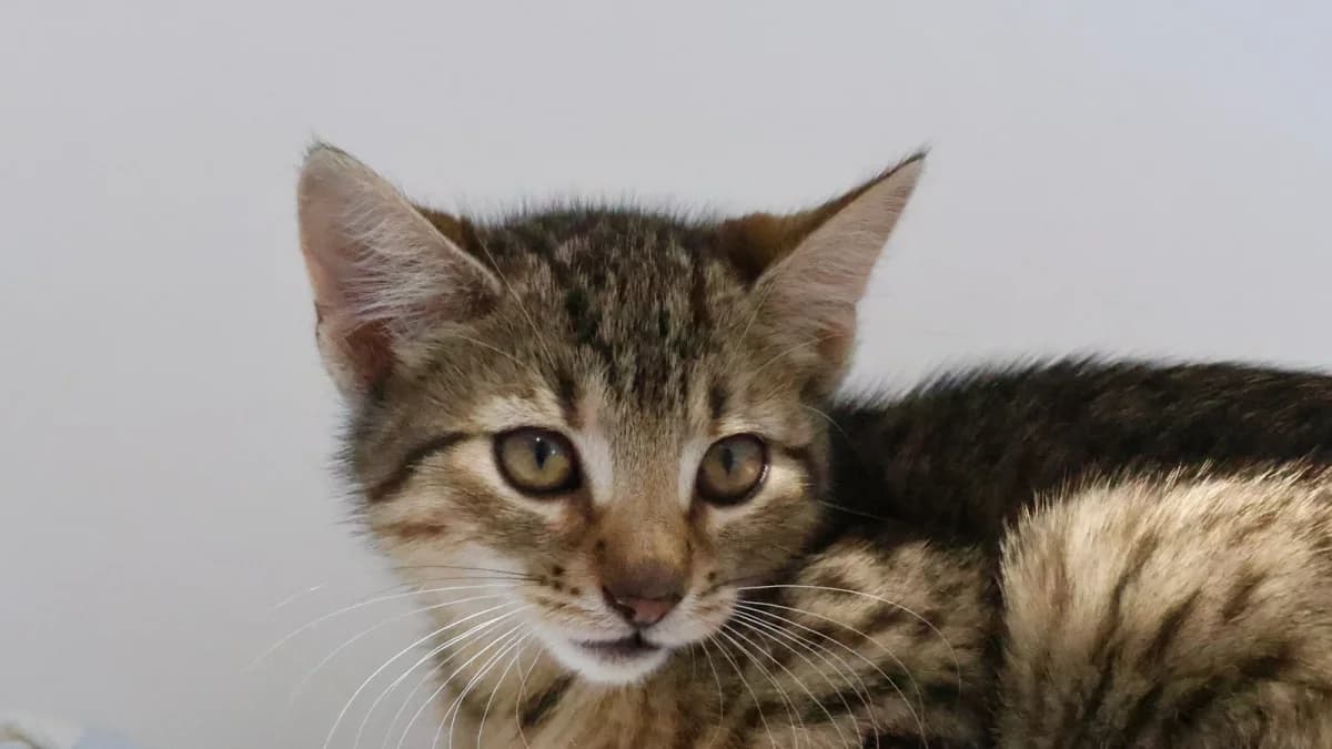 Dagmar,  puppy European Shorthair for adoption at Sonnenhof Eisenstadt (Sonnentiere)