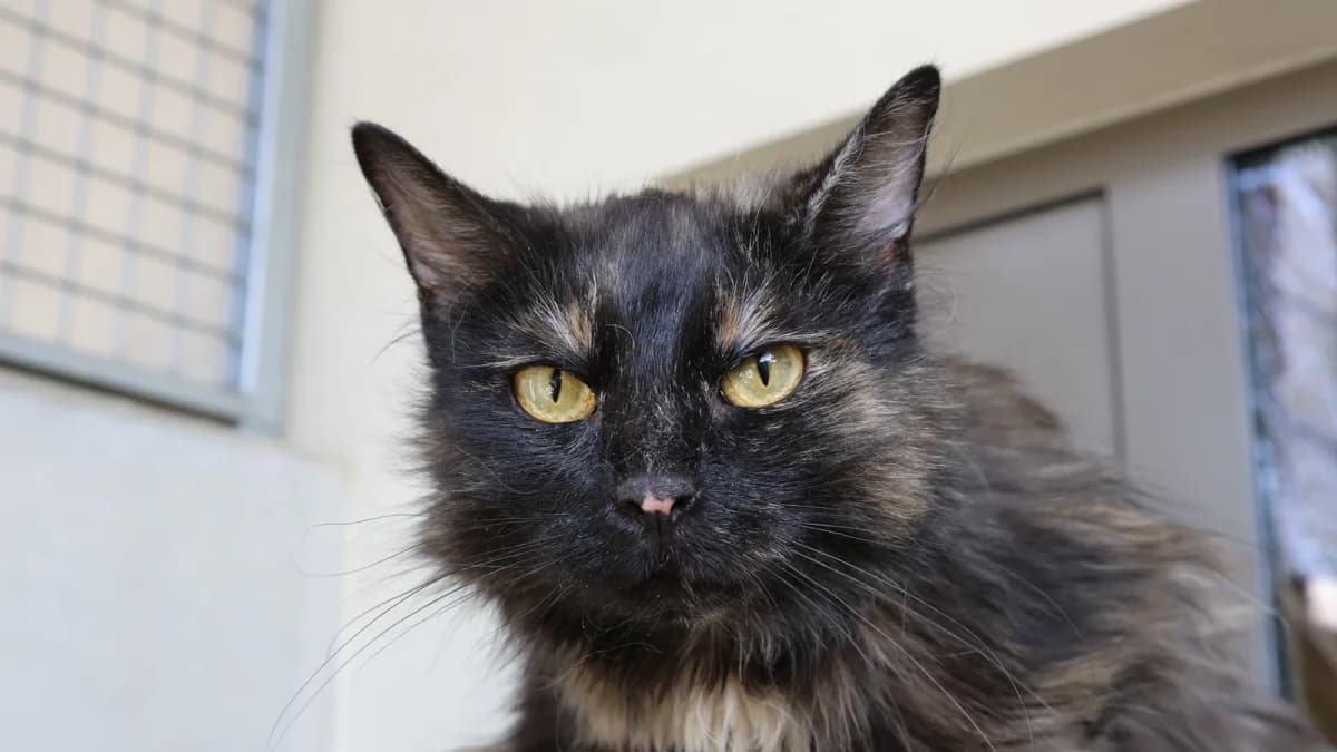 Kessy,  mixed breed for adoption at Sonnenhof Eisenstadt (Sonnentiere)