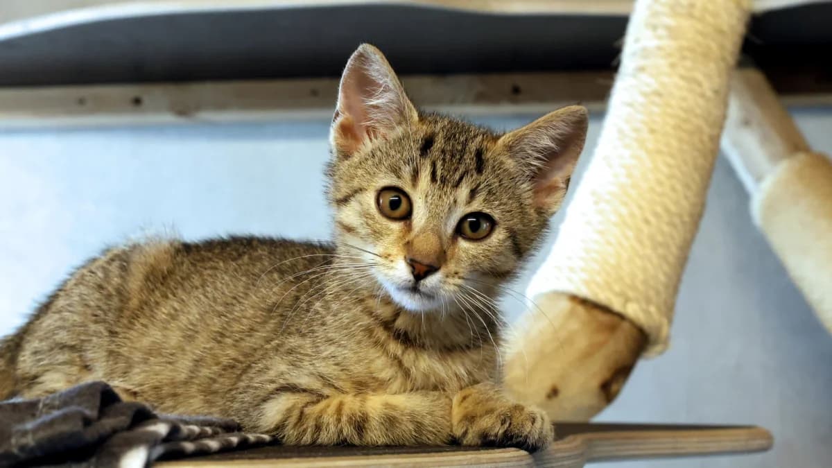 Carina, European Shorthair (Sonnenhof Eisenstadt (Sonnentiere))