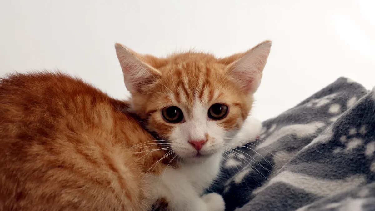 Gustav, puppy European Shorthair for adoption at Sonnenhof Eisenstadt (Sonnentiere)