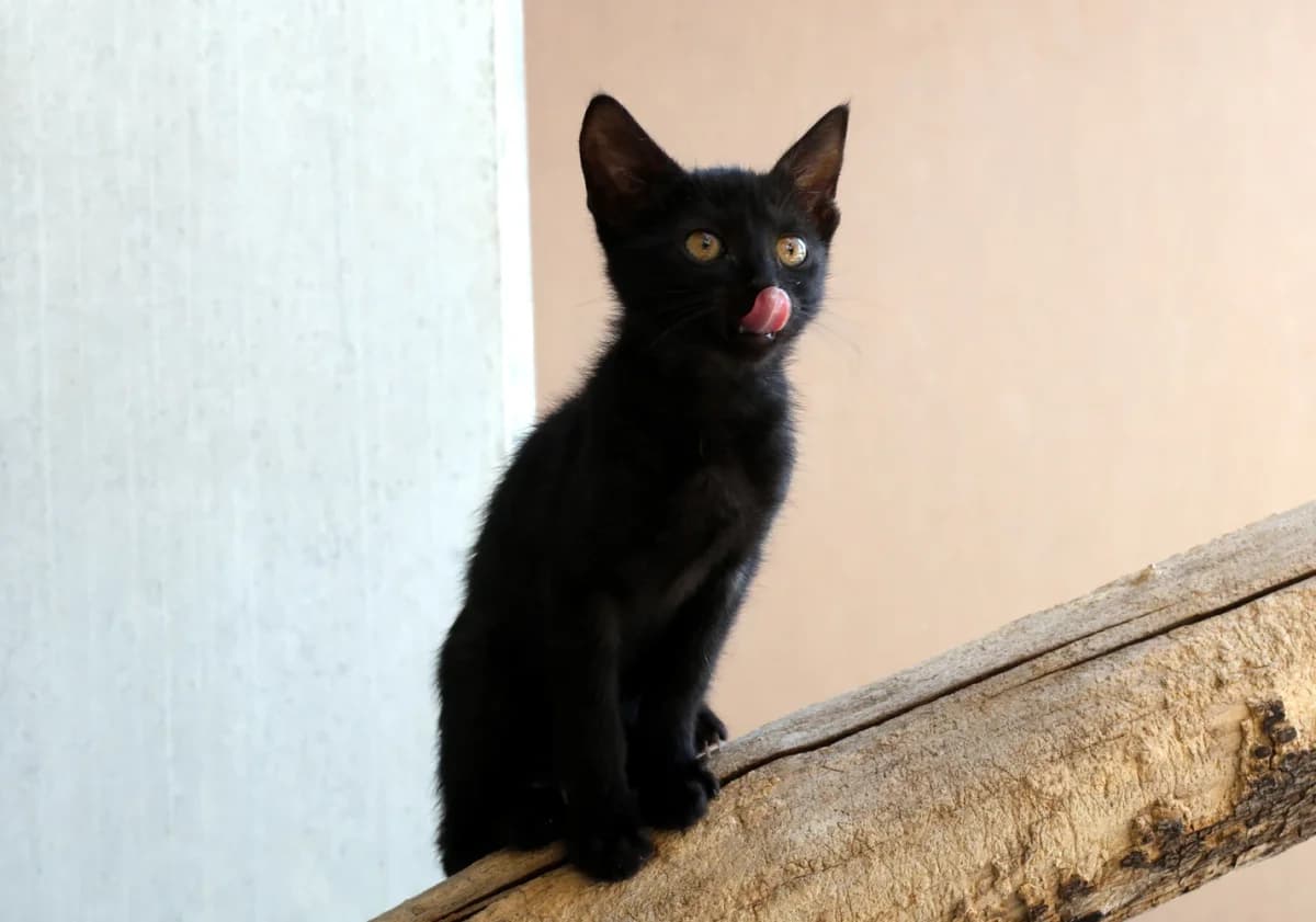 Kamikaze, puppy European Shorthair for adoption at Sonnenhof Eisenstadt (Sonnentiere)