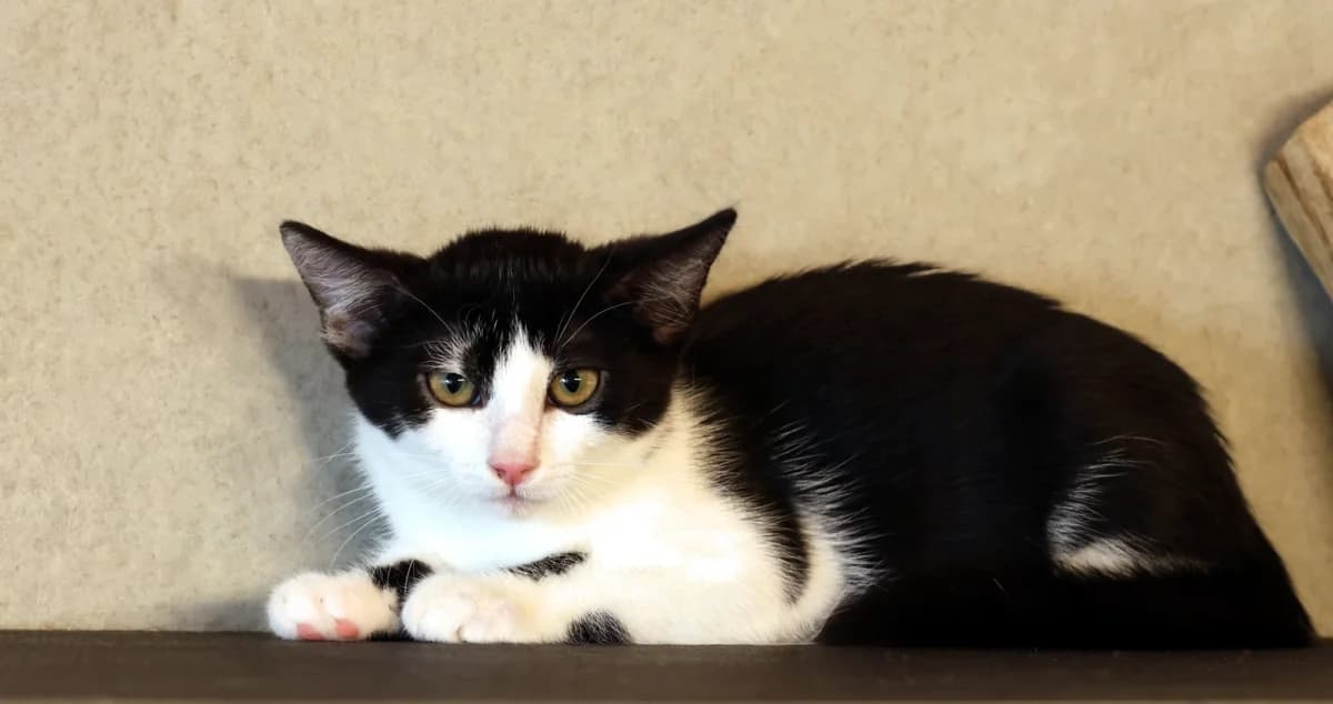 Malou, puppy European Shorthair for adoption at Sonnenhof Eisenstadt (Sonnentiere)