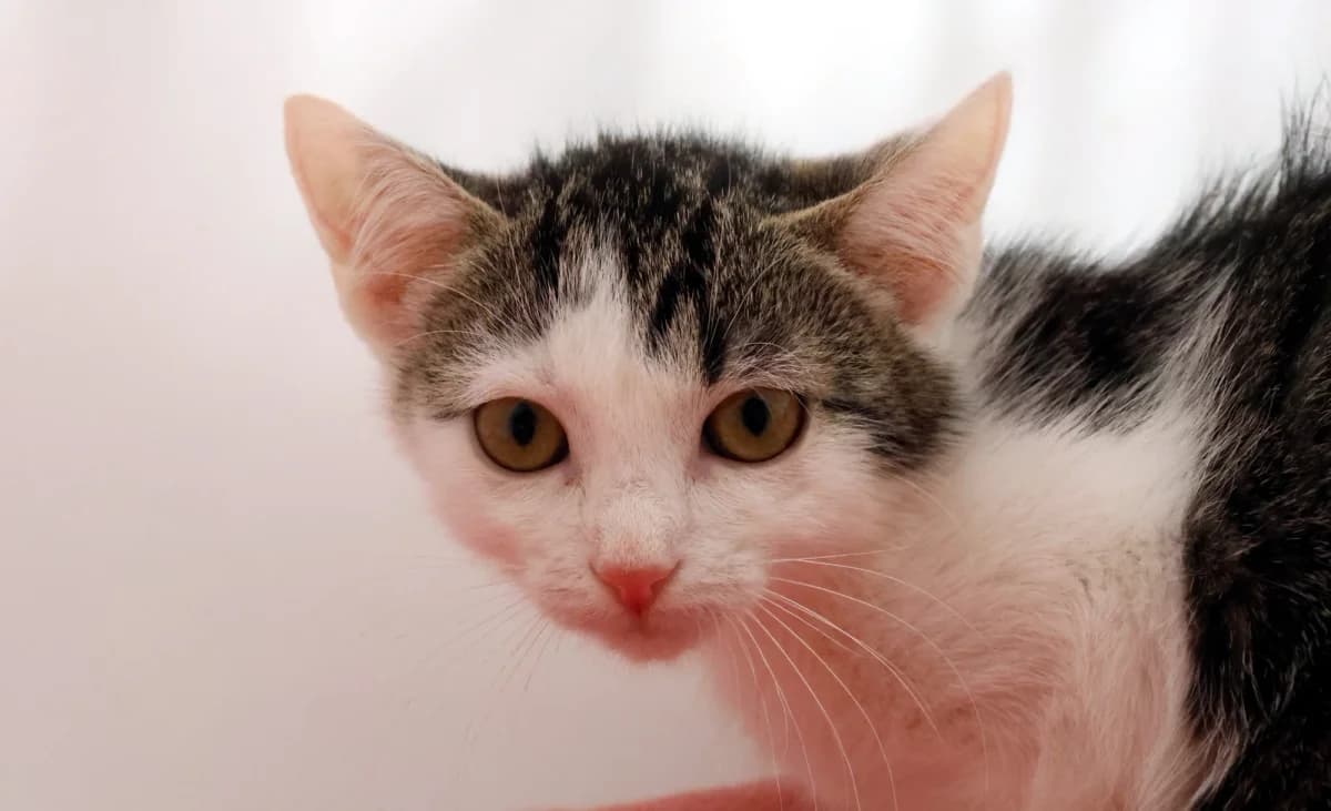 Aamina, European Shorthair (Sonnenhof Eisenstadt (Sonnentiere))