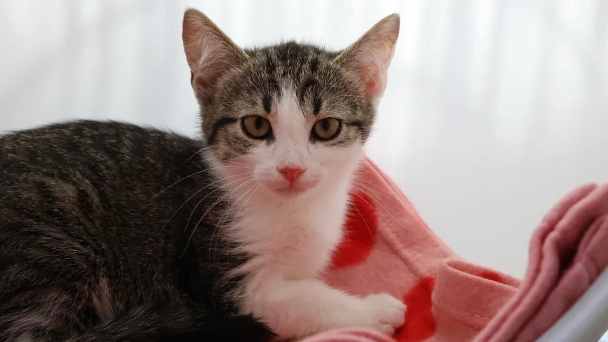 Amira,  European Shorthair for adoption at Sonnenhof Eisenstadt (Sonnentiere)