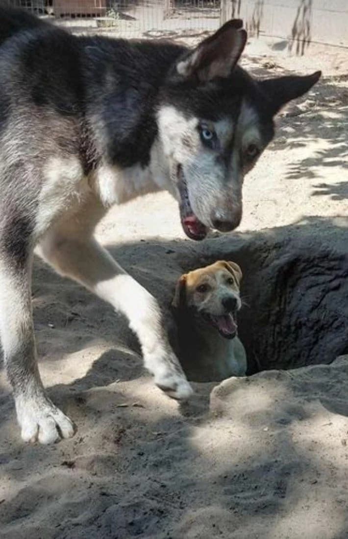 Husky Max, 4yo Mixed Breed for adoption at Tierheim Hallein, Hallein