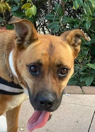 Jana, female senior Mixed Breed for adoption at Tierheim Hallein, Hallein