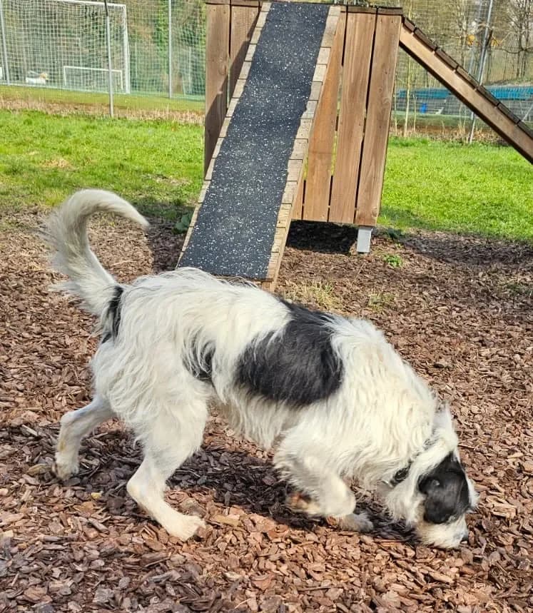 Füles - ein ganz Lieber, male Mixed Breed for adoption at Tierheim Hallein, Hallein