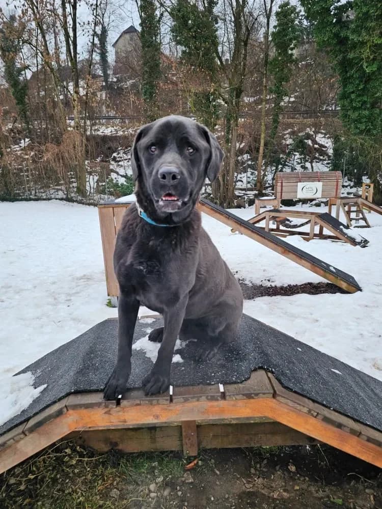 Hadin - wer sucht Seelenhund, male Labrador Retriever for adoption at Tierheim Hallein, Hallein