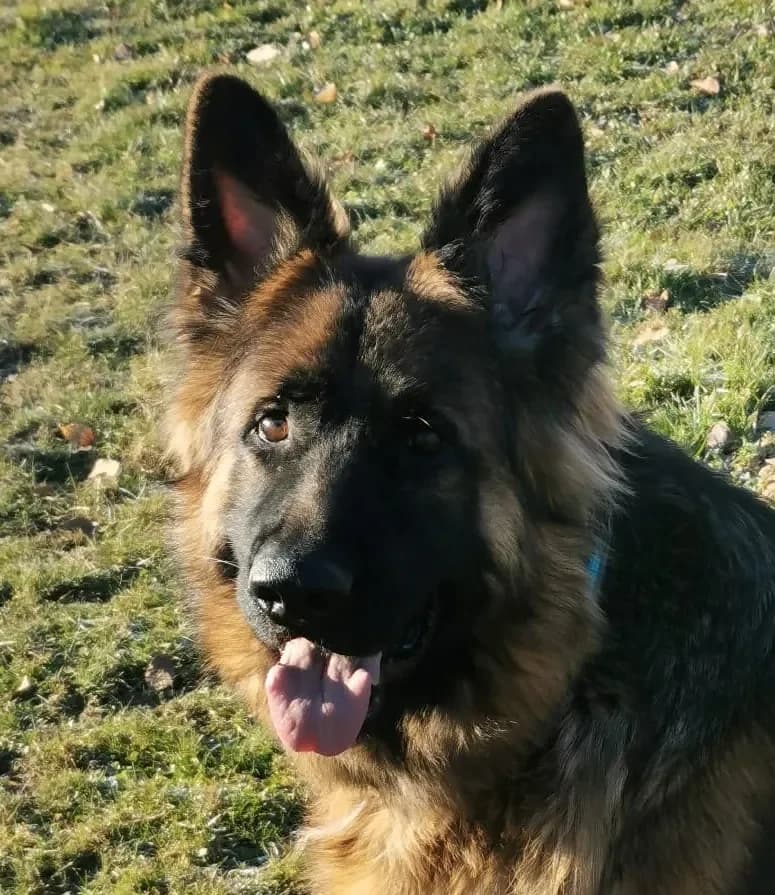 Teddy - ein Schäfer reserviert, male Mixed Breed for adoption at Tierheim Hallein, Hallein