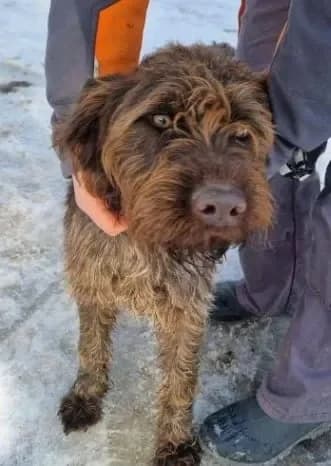Edwina - Pflegeplatz gesucht, female mixed breed for adoption at Tierheim Hallein, Hallein