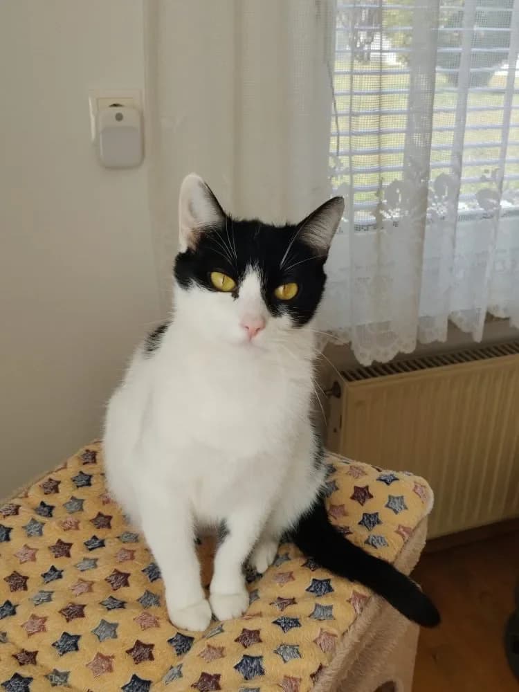 Lilo - hurra - die Babies sind da, schwarz female Mixed Breed Cat for adoption at Tierheim Hallein, Hallein
