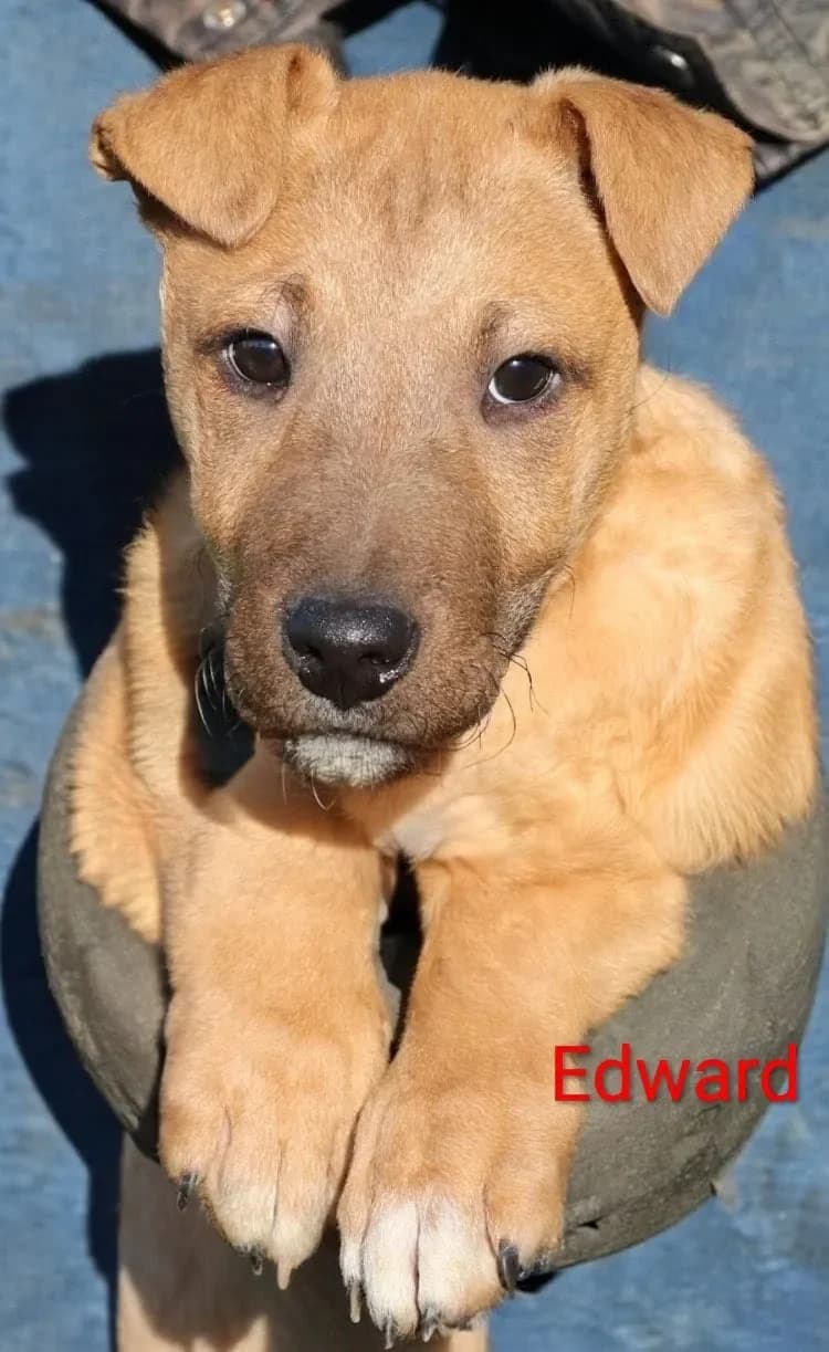 Ein Welpen Duo, puppy Mixed Breed for adoption at Tierheim Hallein, Hallein