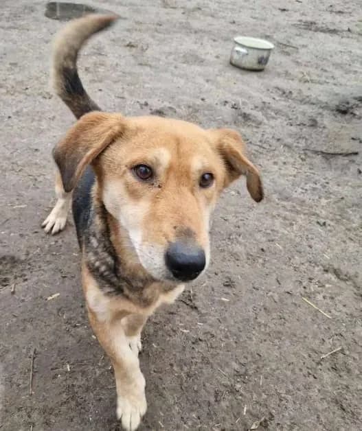 Brios Notfall, female Mixed Breed for adoption at Tierheim Hallein, Hallein