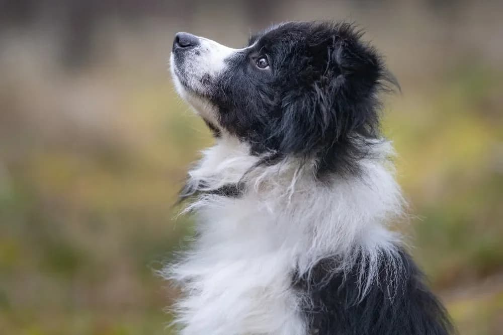 Schoki, male young Mixed Breed for adoption at Tierheim Hallein, Hallein