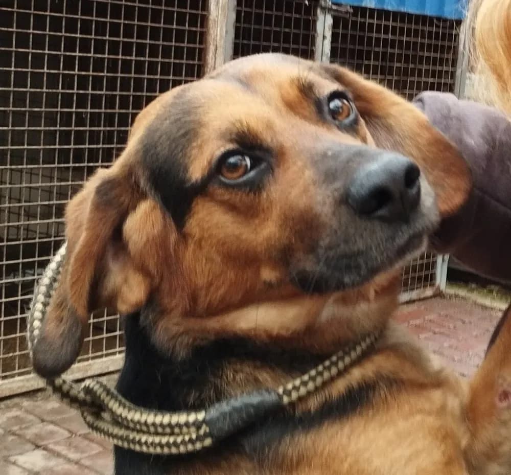 Zokni - ein Katzenfreund,  puppy Mixed Breed for adoption at Tierheim Hallein, Hallein