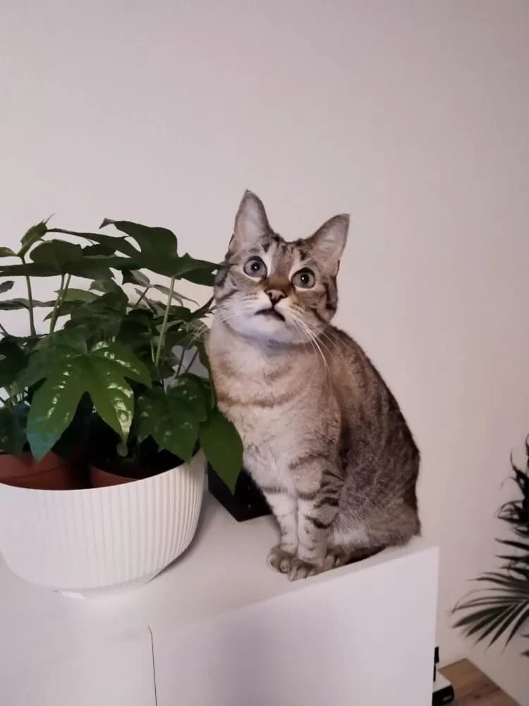 Burli, male Mixed Breed Cat for adoption at Tierheim Hallein, Hallein