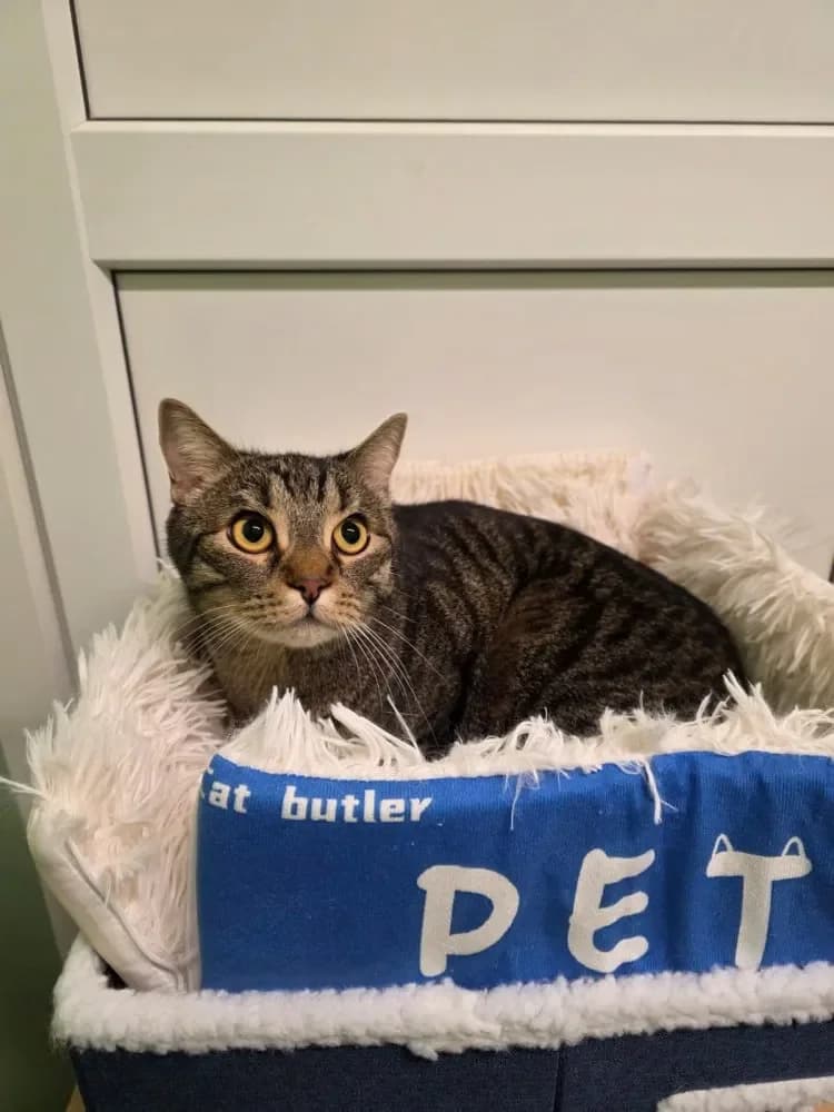 Tutku, male 4yo Mixed Breed Cat for adoption at Tierheim Hallein, Hallein