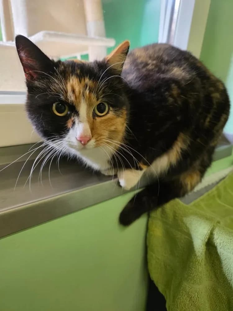 Lina, female senior Mixed Breed Cat for adoption at Tierheim Hallein, Hallein