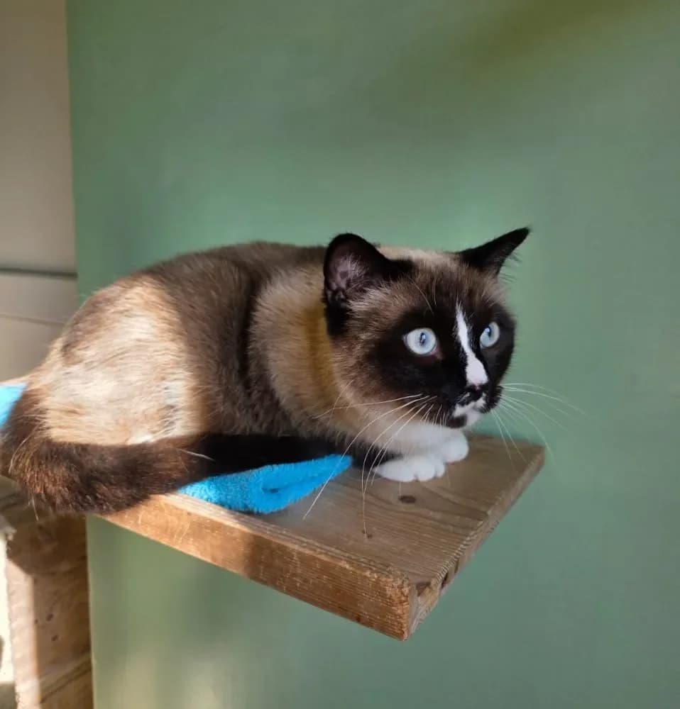 Simba & Lessly suchen gemeinsam ihr Zuhause, male 3yo Mixed Breed Cat for adoption at Tierheim Hallein, Hallein