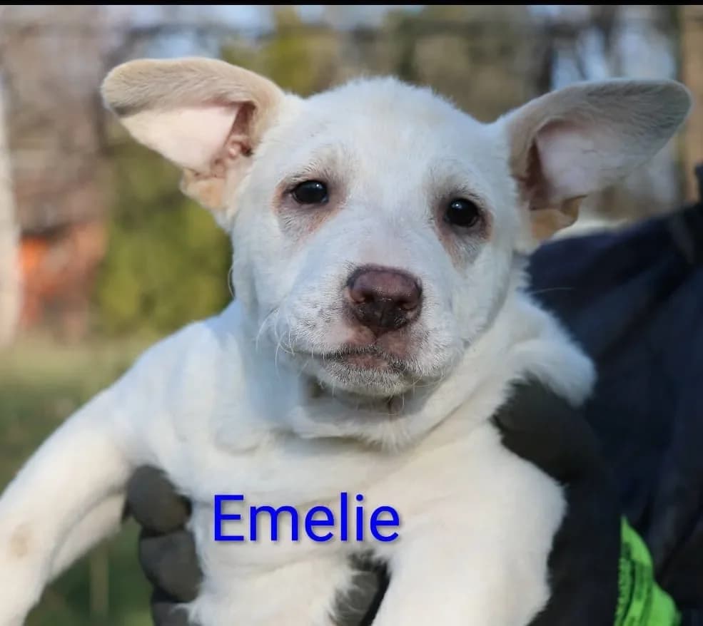 Emelie, grau female mixed breed for adoption at Tierheim Hallein, Hallein