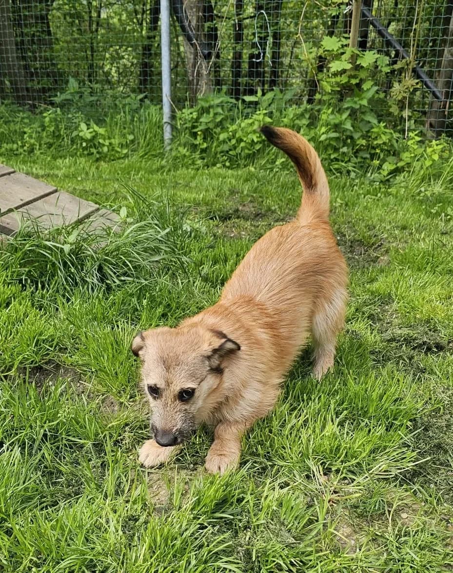 Szölö, female mixed breed for adoption at Tierheim Hallein, Hallein