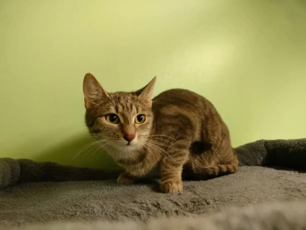 Mochi,  puppy Mixed Breed Cat for adoption at Tierheim Hallein, Hallein