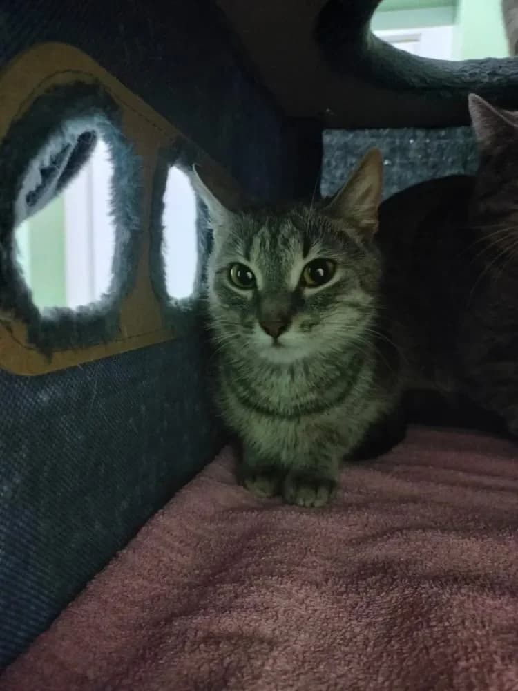 Coco, female Mixed Breed Cat for adoption at Tierheim Hallein, Hallein