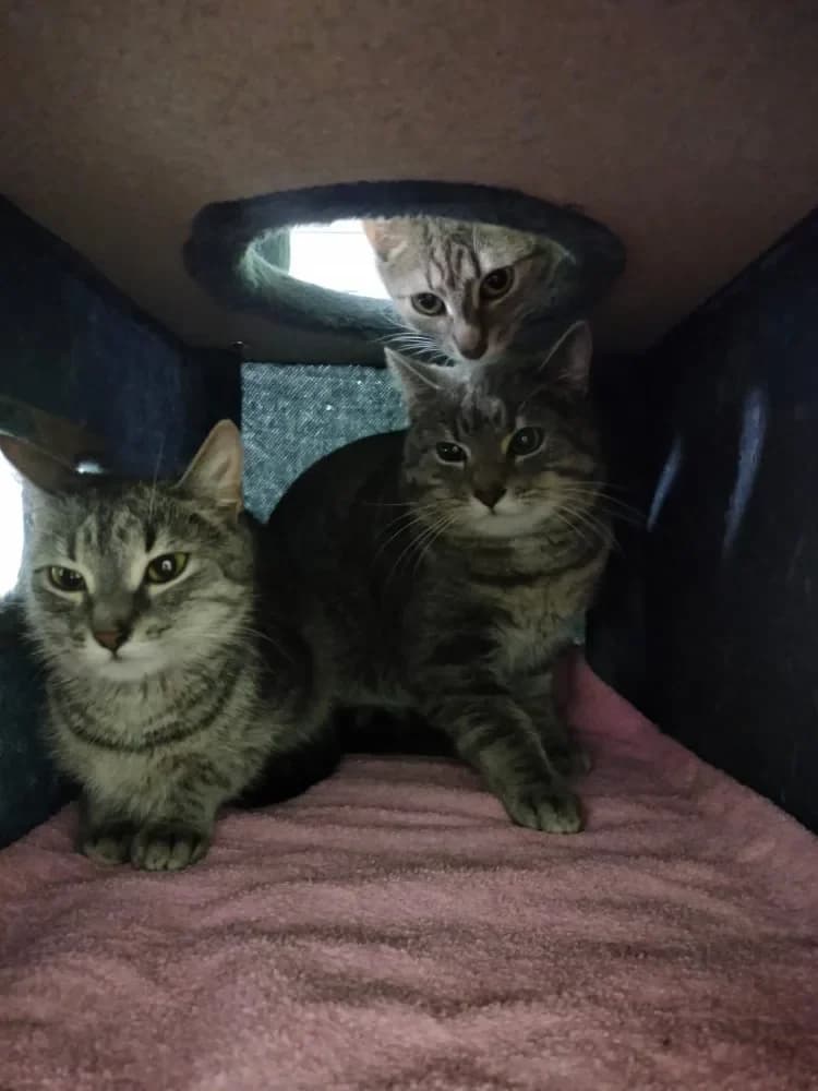 Coco, female Mixed Breed Cat for adoption at Tierheim Hallein, Hallein