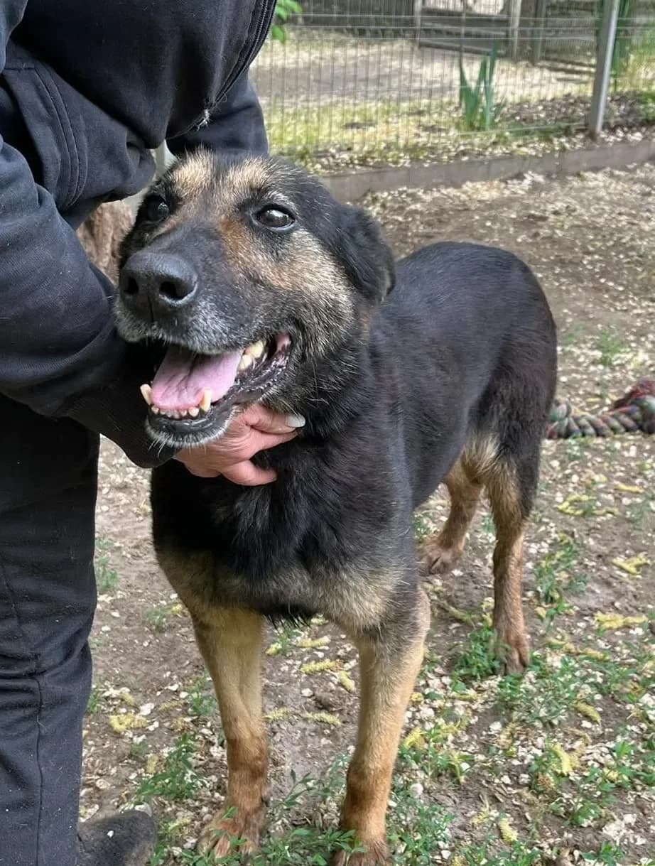 Rötex, female 5yo mixed breed for adoption at Tierheim Hallein, Hallein