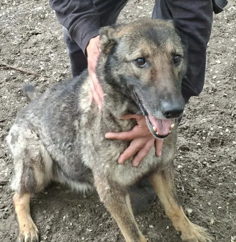 Kis Luca, female 5yo mixed breed for adoption at Tierheim Hallein, Hallein
