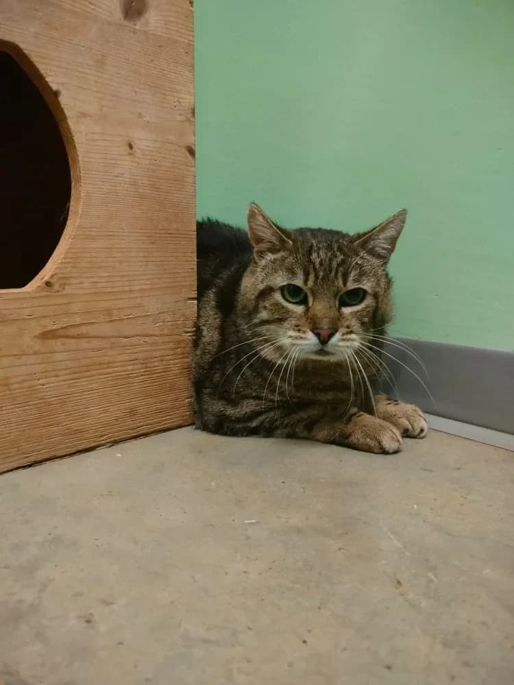 Smokey, male Mixed Breed Cat for adoption at Tierheim Hallein, Hallein