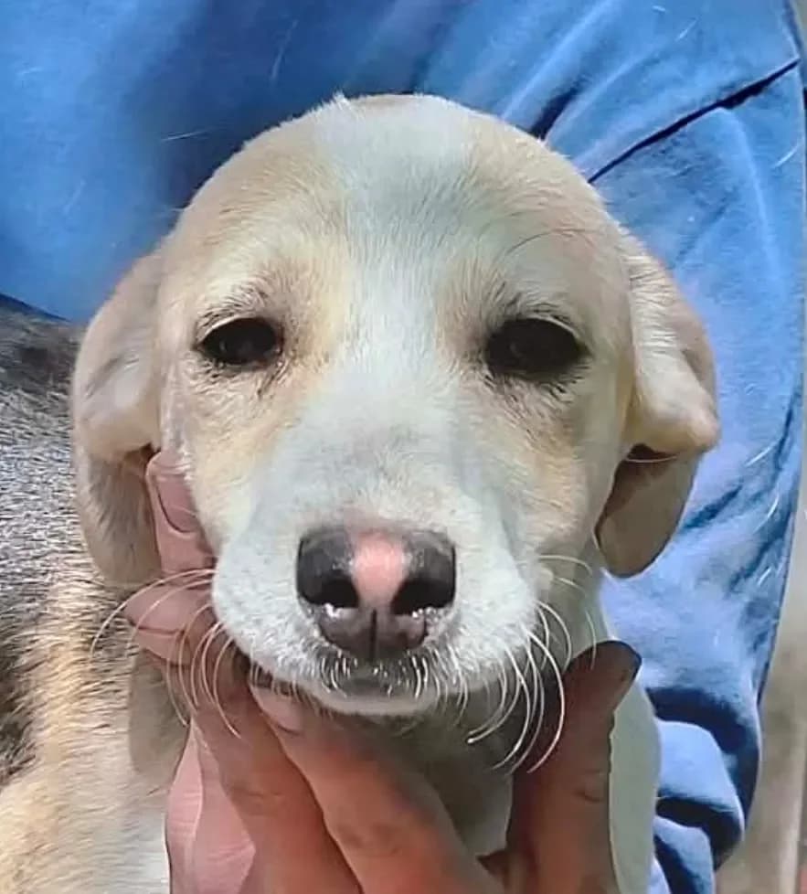 Minta, female puppy Mixed Breed for adoption at Tierheim Hallein, Hallein