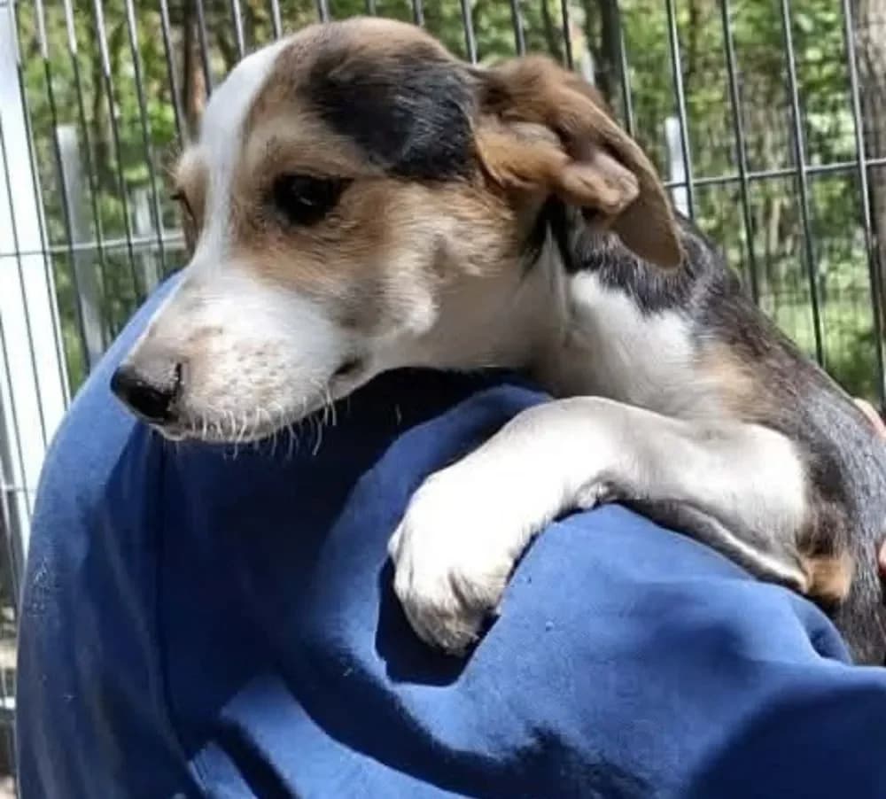 Merili, female puppy Mixed Breed for adoption at Tierheim Hallein, Hallein