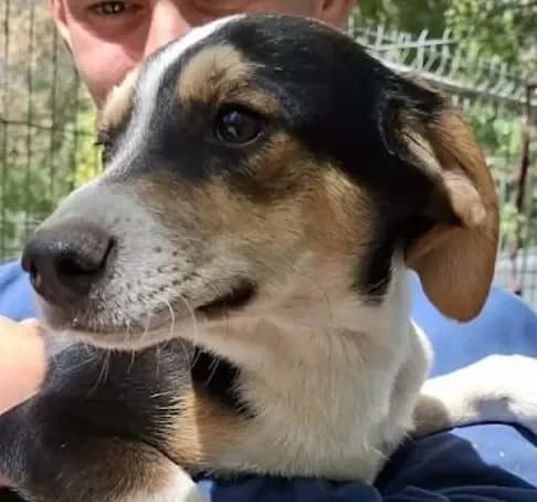 Mogli, male puppy Mixed Breed for adoption at Tierheim Hallein, Hallein