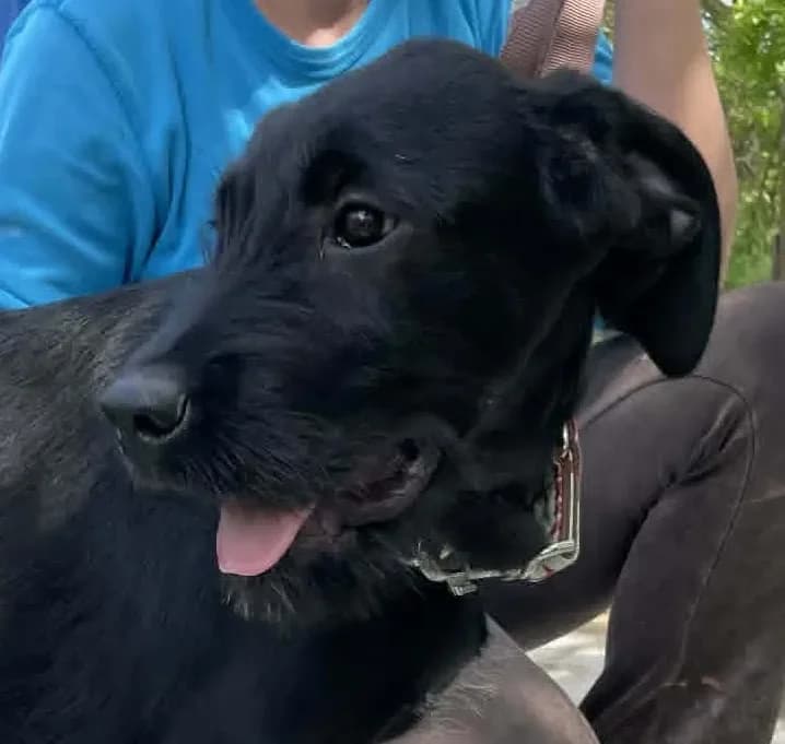 Theo - ein Riesenschnauzer X, male Mixed Breed for adoption at Tierheim Hallein, Hallein