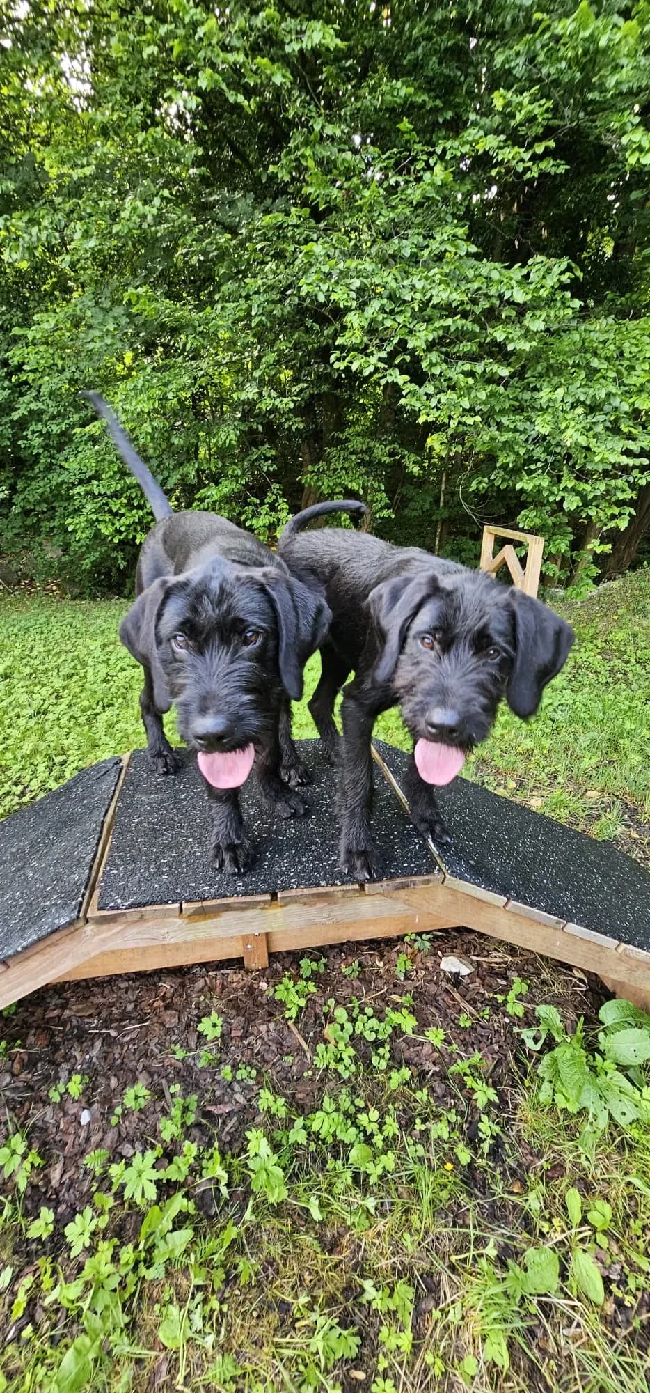 Tade - ein Riesenschnauzer X, male puppy Mixed Breed for adoption at Tierheim Hallein, Hallein