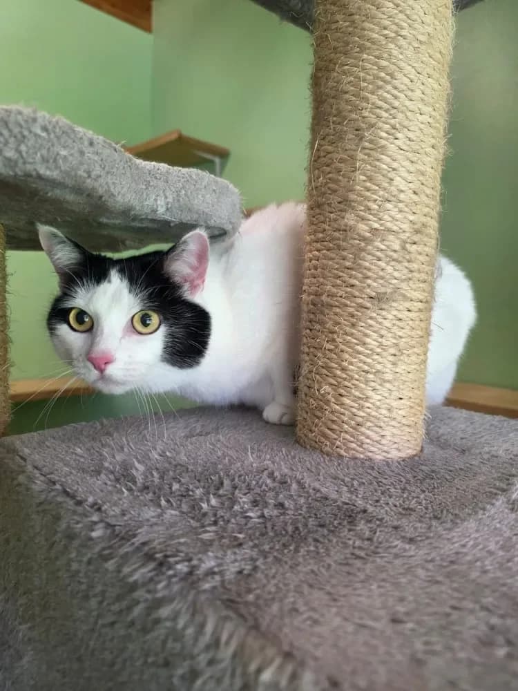 Lucy, female Mixed Breed Cat for adoption at Tierheim Hallein, Hallein