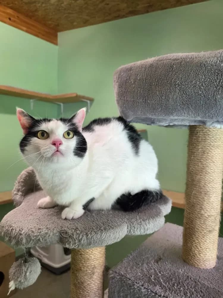 Lucy, female Mixed Breed Cat for adoption at Tierheim Hallein, Hallein