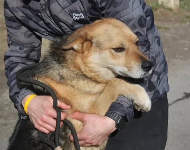 Rosi, female 4yo Mixed Breed for adoption at Tierheim Hallein, Hallein