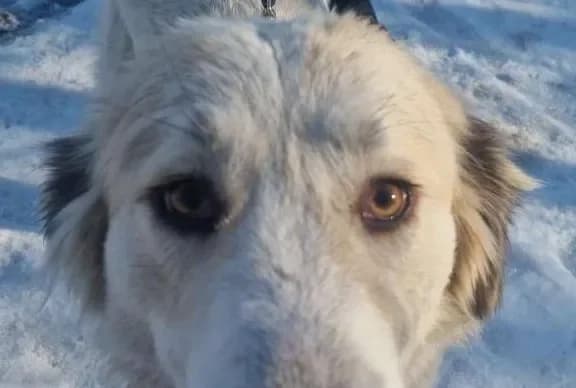 Lense, female young Mixed Breed for adoption at Tierheim Hallein, Hallein